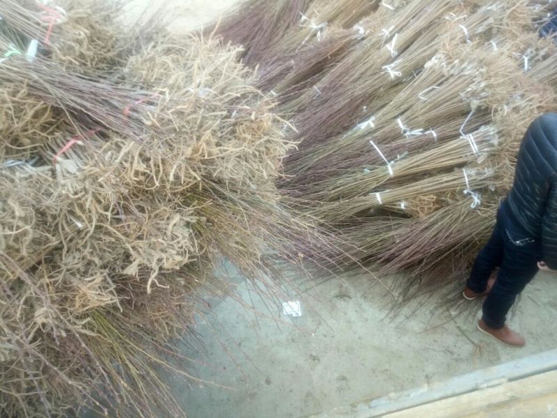 李子树苗恐龙蛋李子苗蜂糖李基地直销