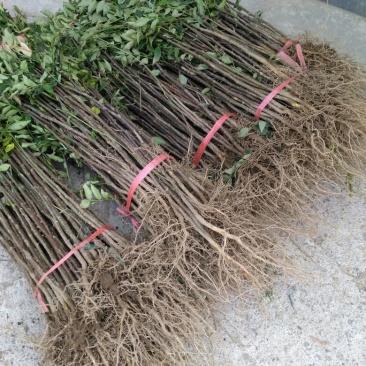 花椒苗大红袍花椒苗