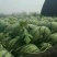 京欣西瓜8斤打底8成熟1茬产地直销