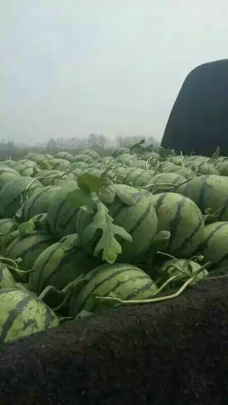 京欣西瓜8斤打底8成熟1茬产地直销