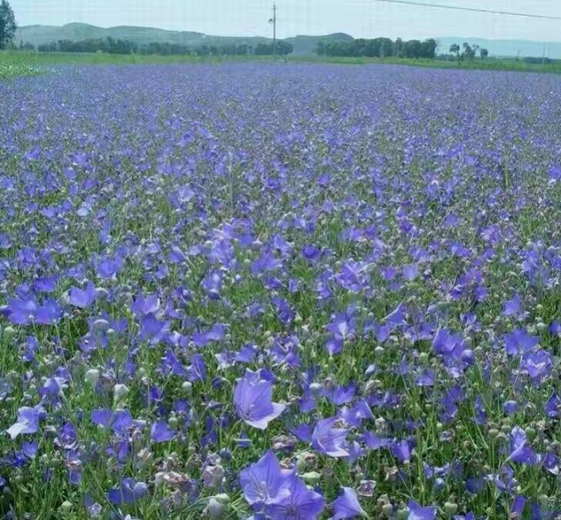 白芍种苗