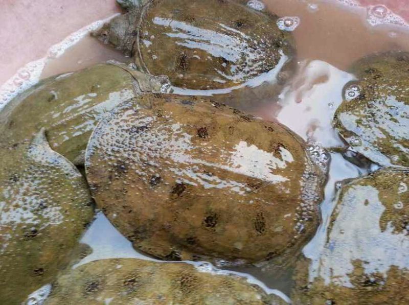生态甲鱼