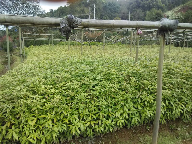金丝楠木小苗，小叶桢楠价格，8-15cm移栽金丝楠木树价
