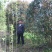 桂花树苗，杆径12公分，河南省潢川宏昌苗圃直销桂花树