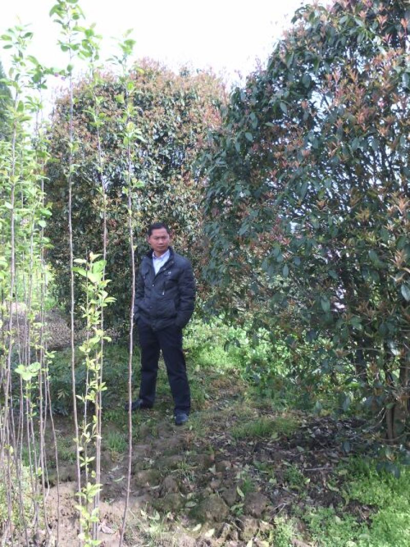 桂花树苗，杆径12公分，河南省潢川宏昌苗圃直销桂花树