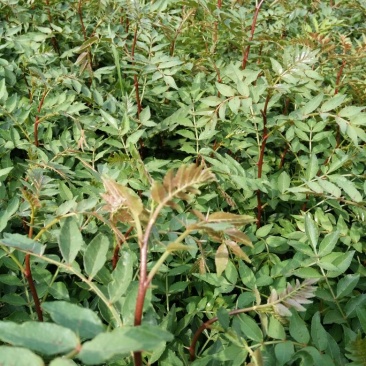 花椒苗种植基地大量出售花椒苗大红袍狮子头