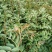 花椒苗种植基地大量出售花椒苗大红袍狮子头