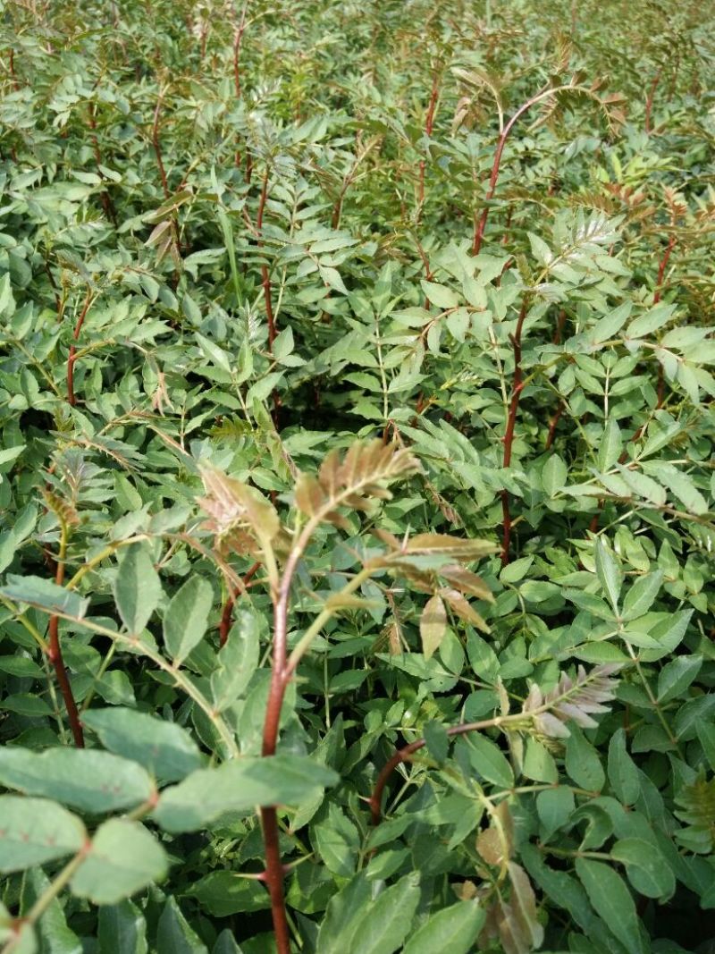 花椒苗种植基地大量出售花椒苗大红袍狮子头