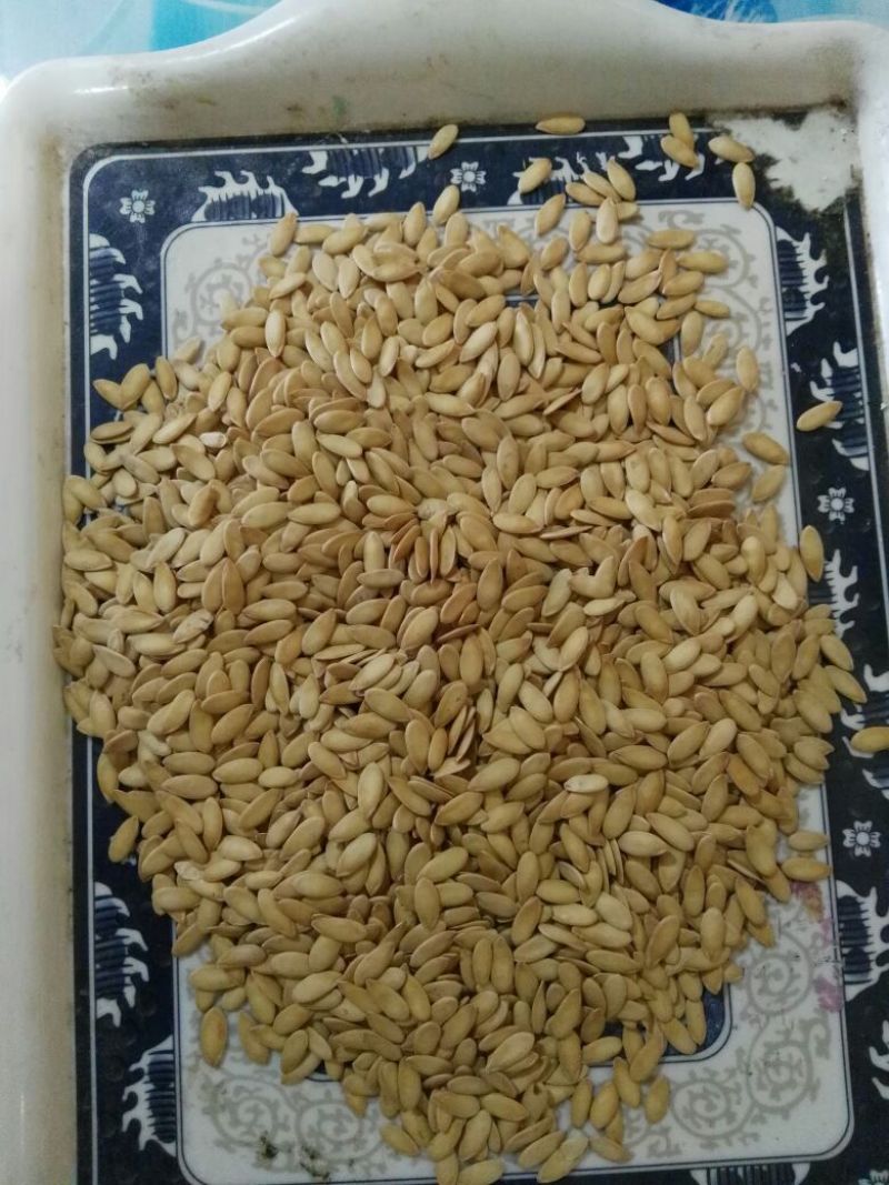 哈密瓜1斤以上椭圆形