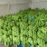 威廉斯香蕉八成熟