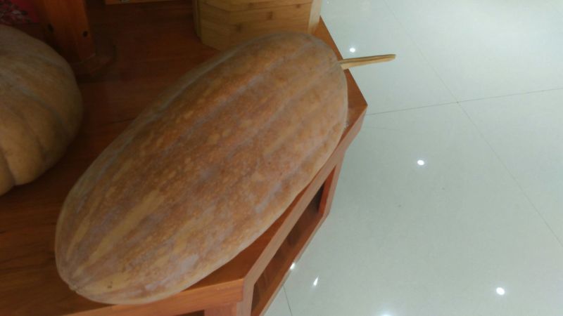 老南瓜4~5斤以上长条形