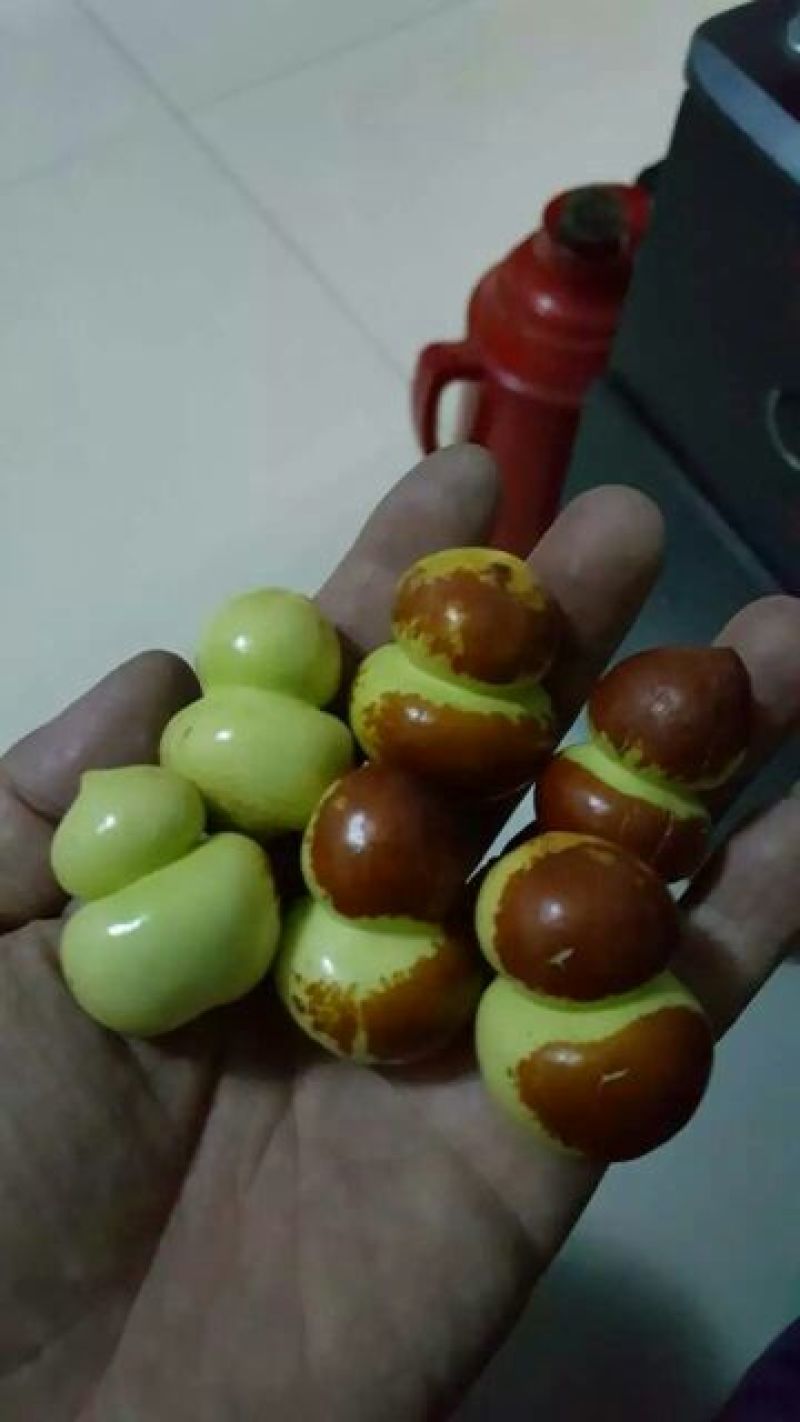 大枣苗30~50cm