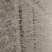 银杏苗80~1.5cm高，根好树壮，价格便宜，