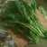 大叶菠菜15~20厘米