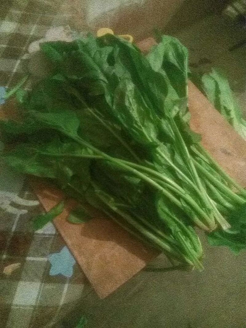 大叶菠菜15~20厘米