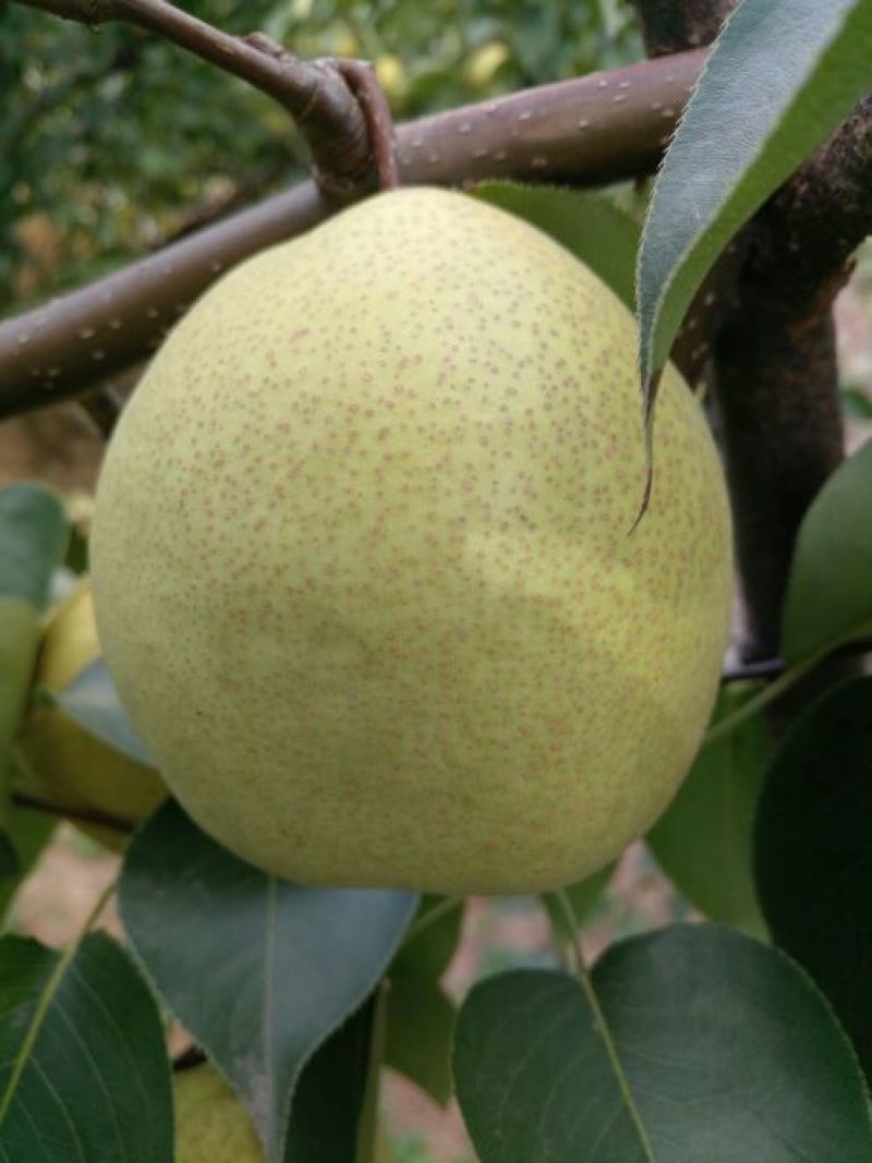 砀山梨300g-400g纸箱