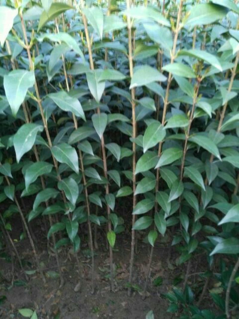 大叶女贞4cm以下