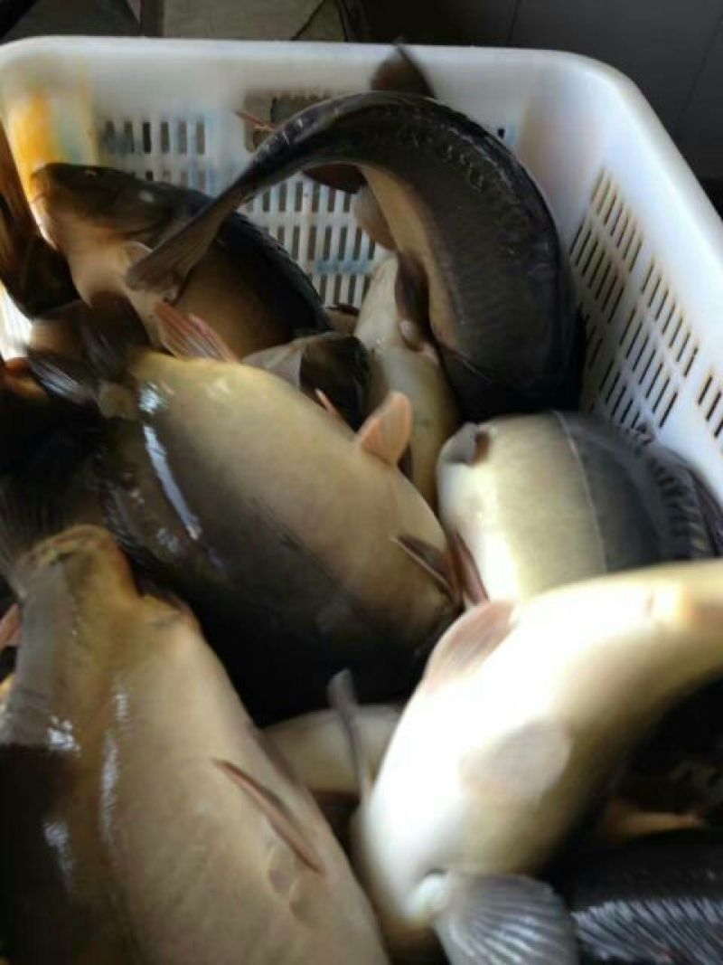 池鲤鱼食用1~2公斤