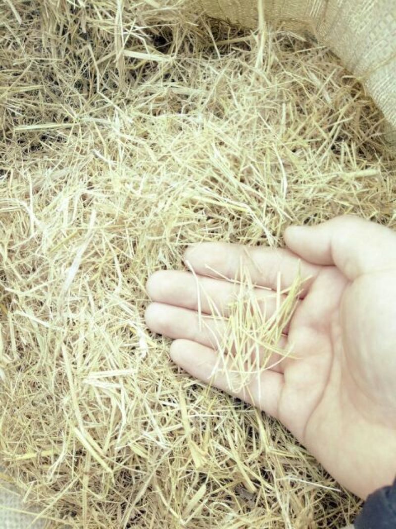 稻草60公分以下