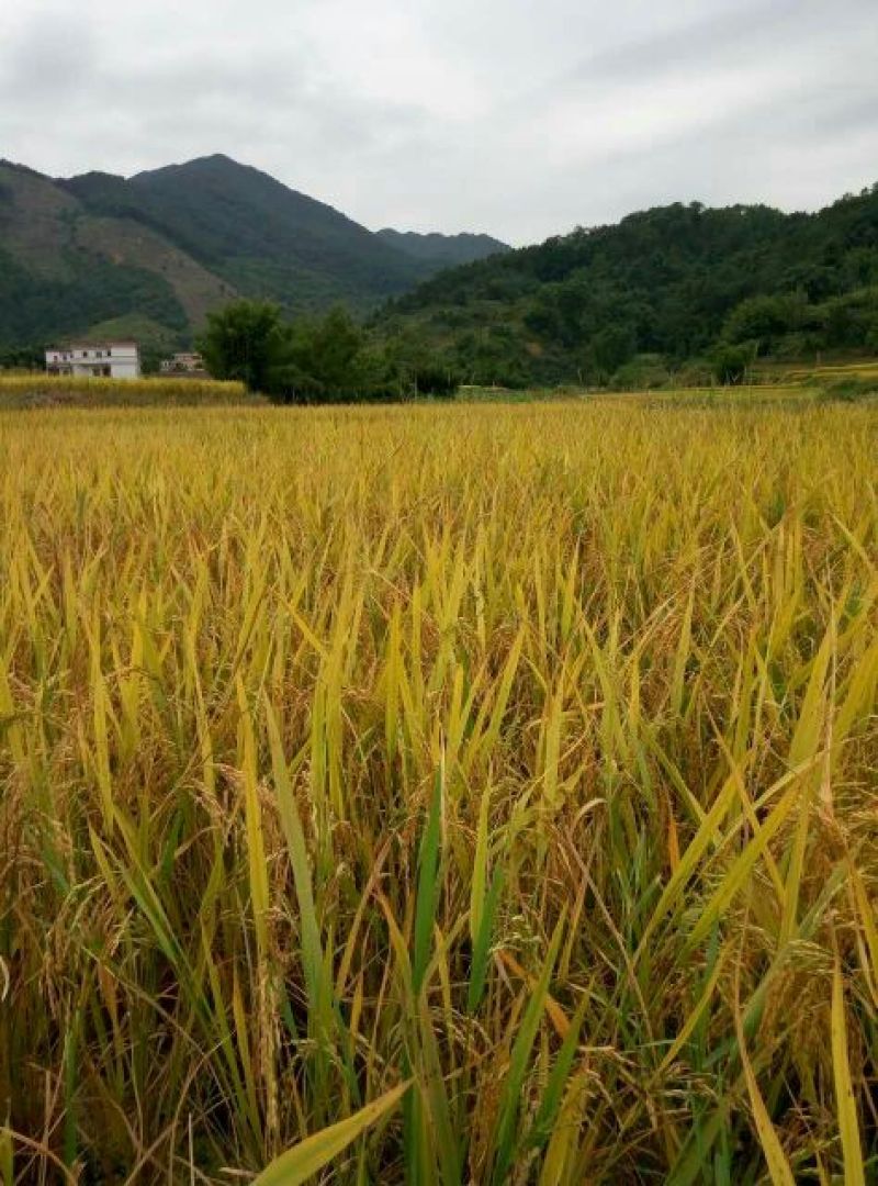 饼干散装