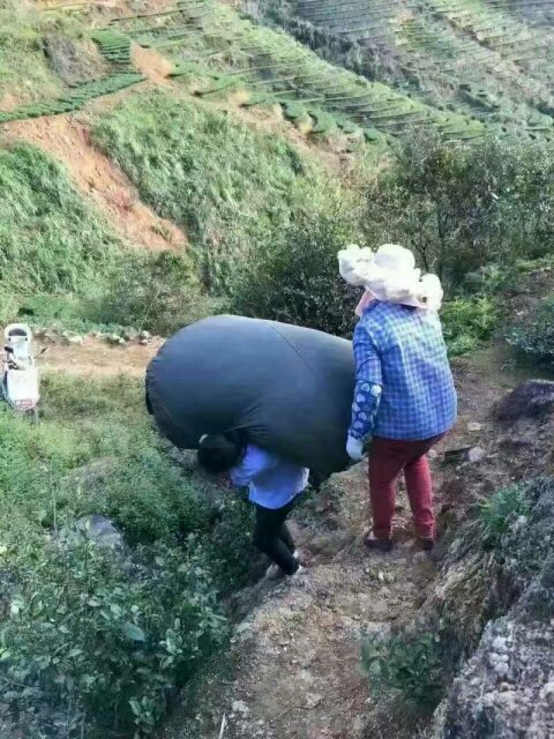 观音茶一级