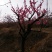 红梅10~12cm16~18cm1.5~2米2.5~