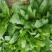 大叶菠菜25~30厘米