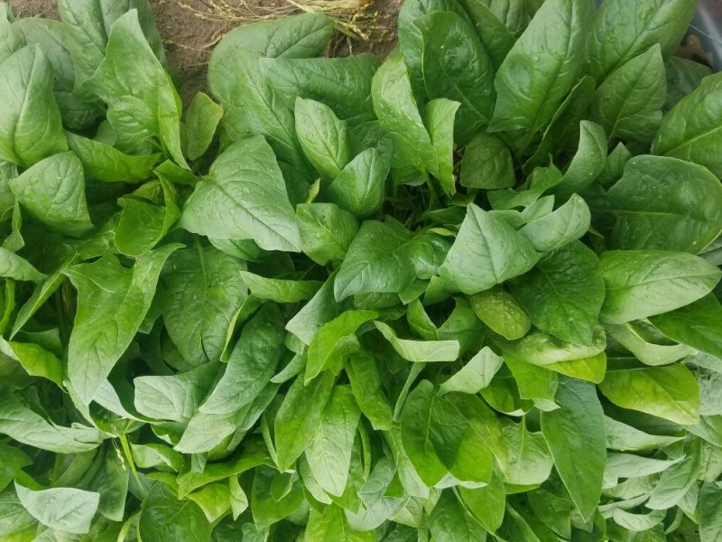 大叶菠菜25~30厘米