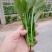 绿神菠菜15~20厘米