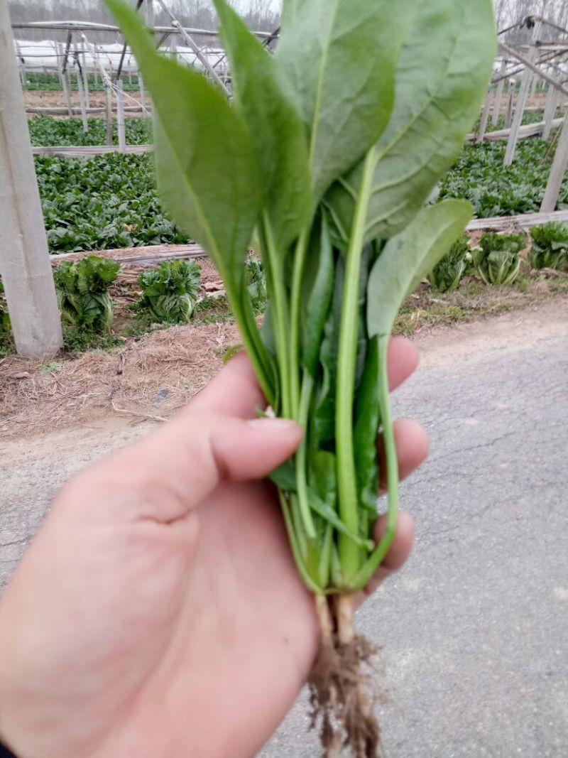 绿神菠菜15~20厘米