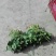 大叶菠菜25~30厘米