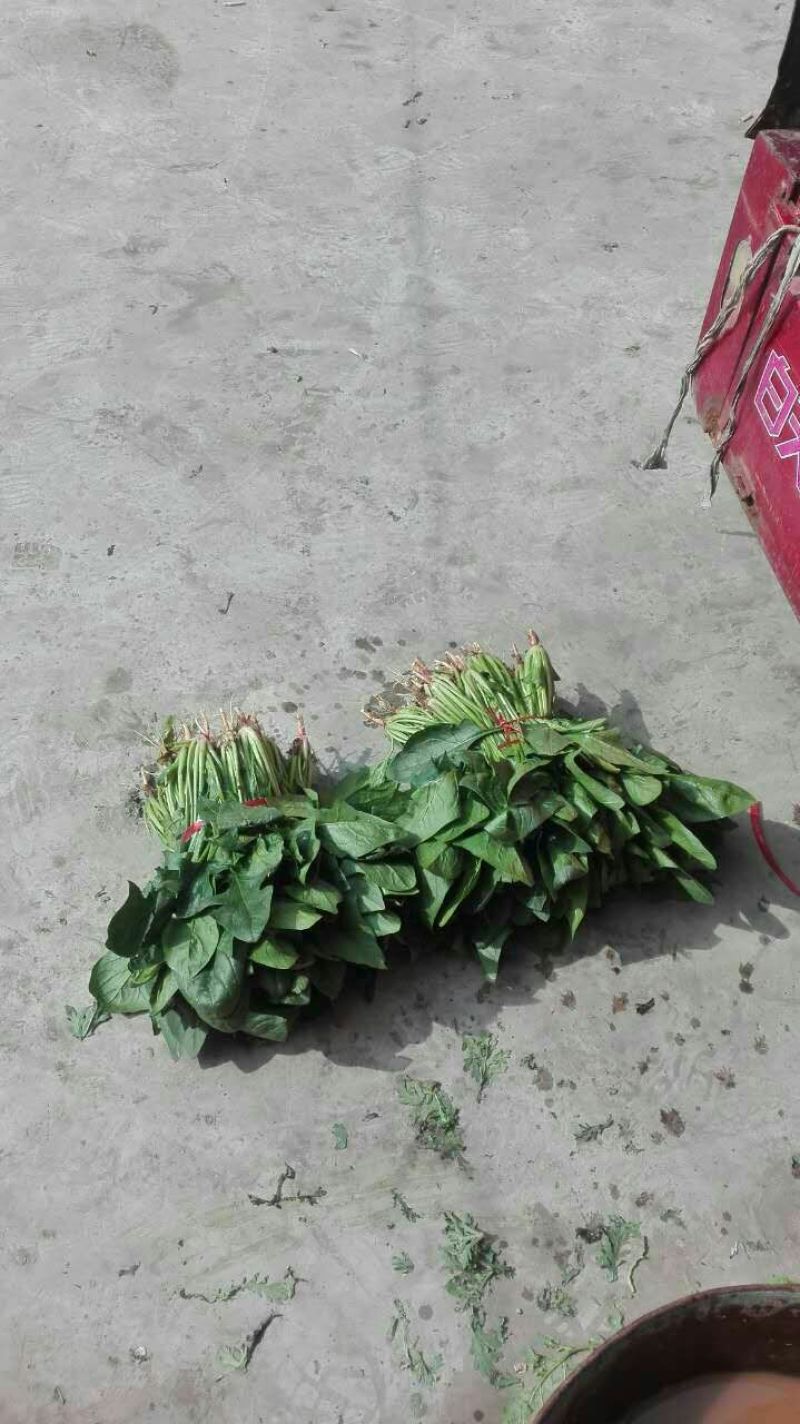 大叶菠菜25~30厘米