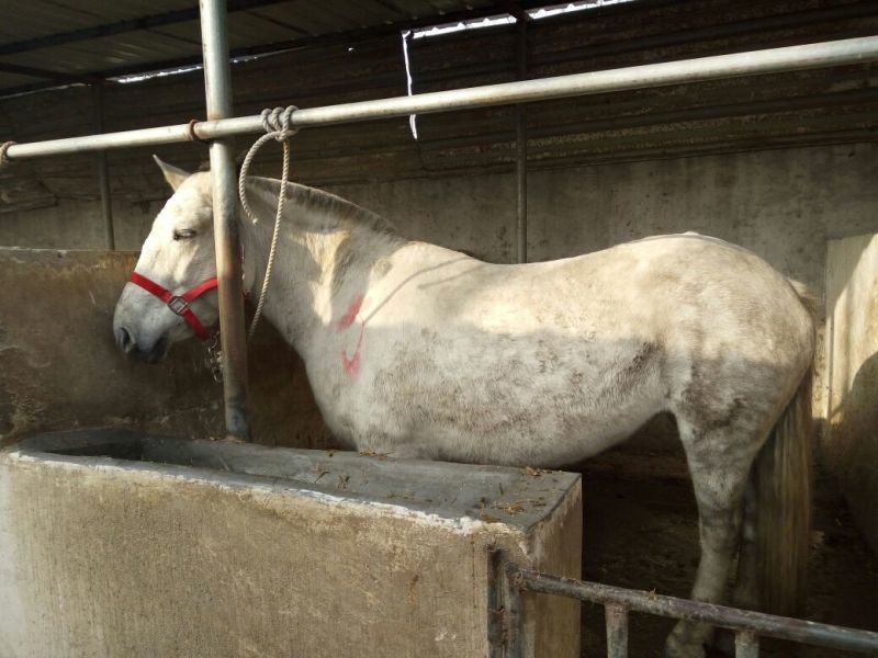 半血马400~500kg