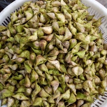 鲜艳菱角当天采摘，家菱