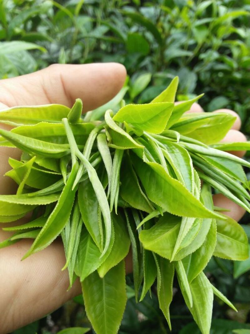 普洱茶