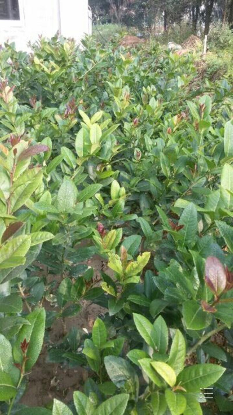 广东香水柠檬树苗品种纯正成活率高。高度30~50cm