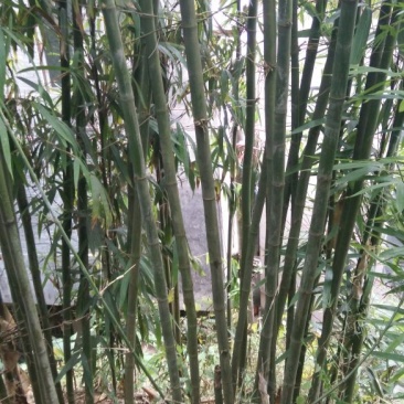 绿竹4~5m