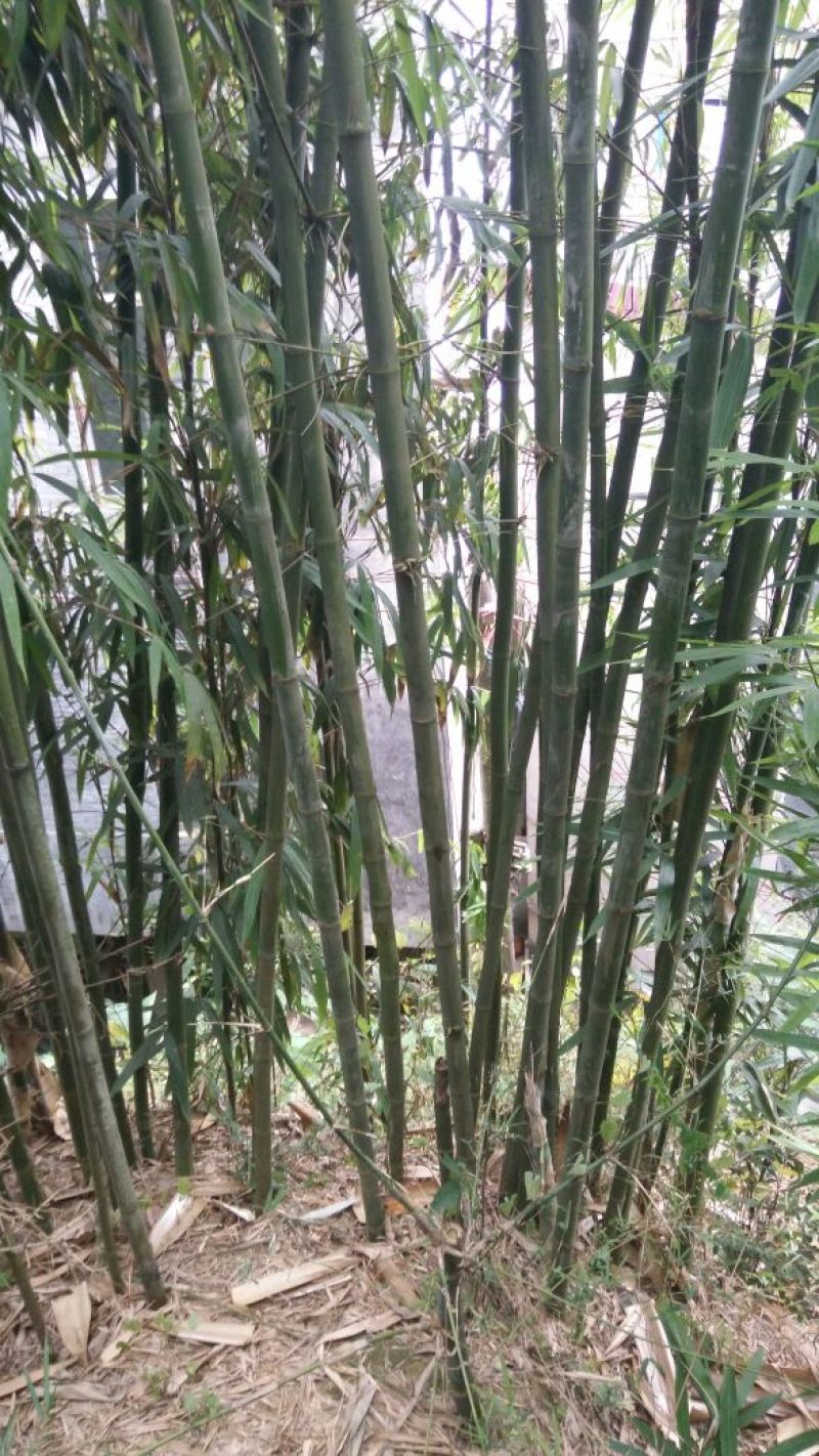 绿竹4~5m