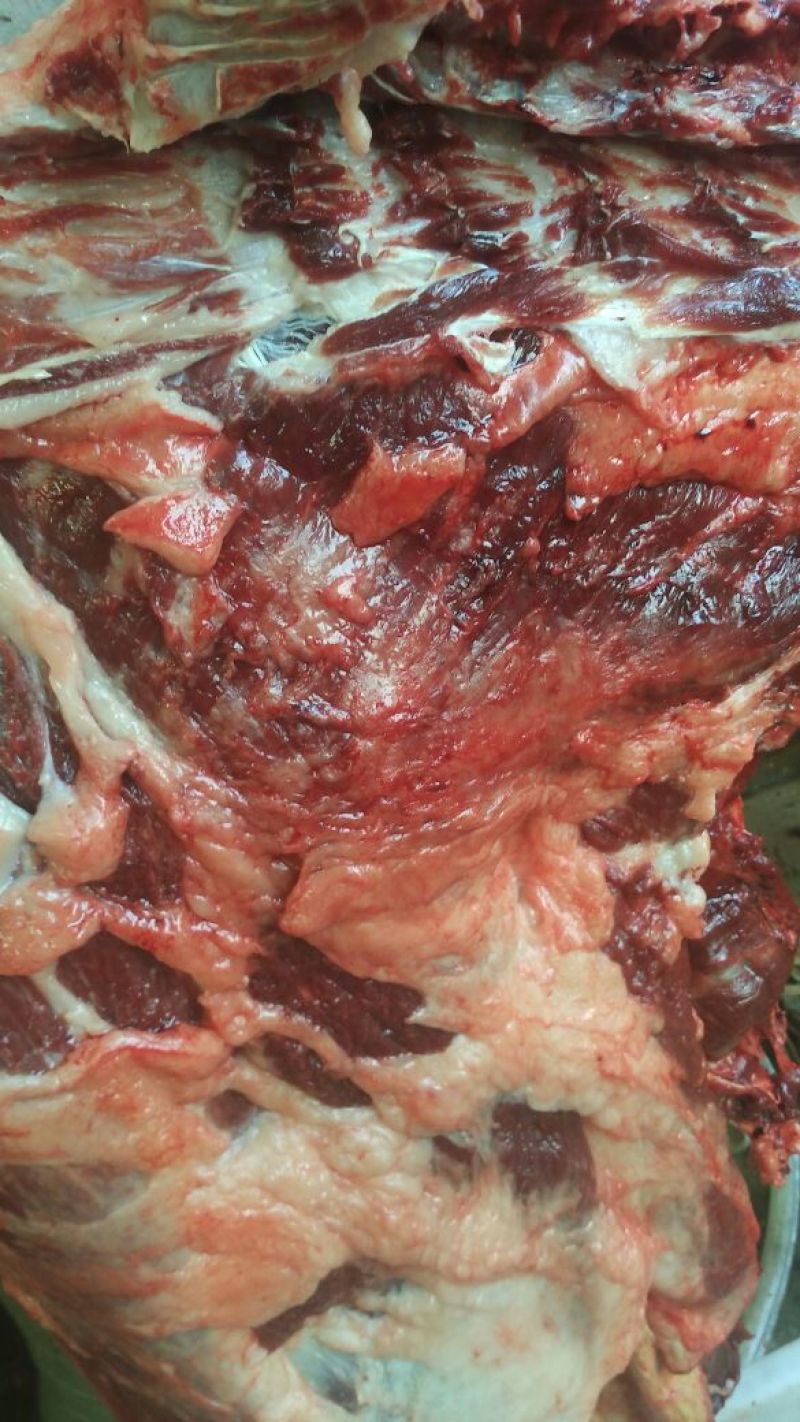 驴肉鲜货
