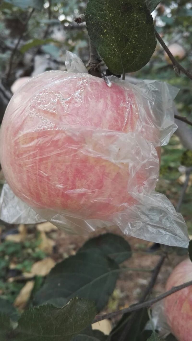 冰糖心红富士苹果80mm以上纸+膜袋中条山特产