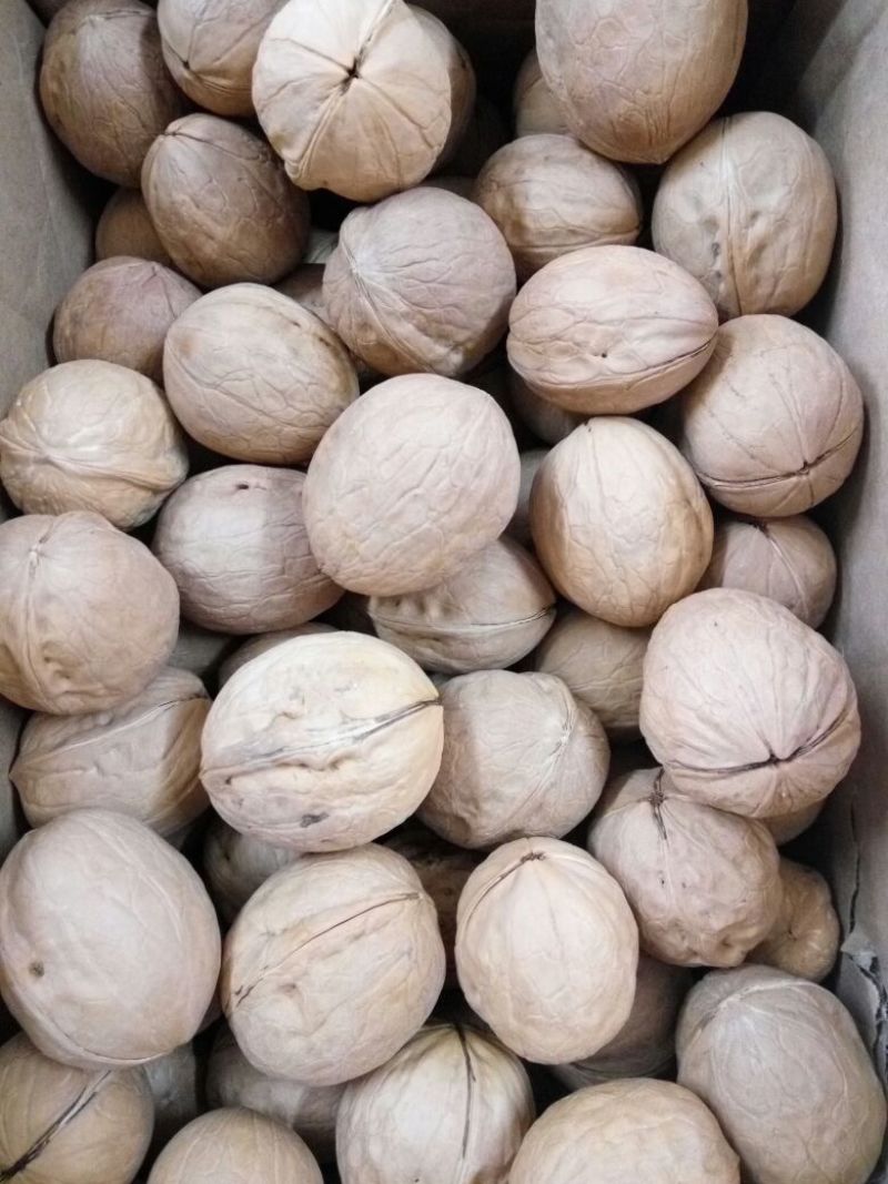 纸皮核桃去皮干