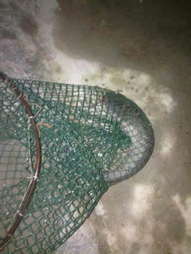 胡子鲶食用