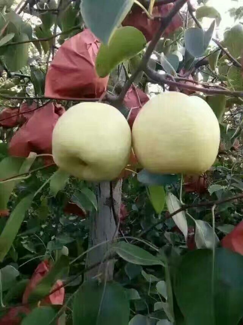 冰糖蜜梨250~300g纸箱