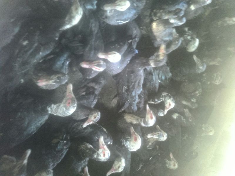 鸭肉