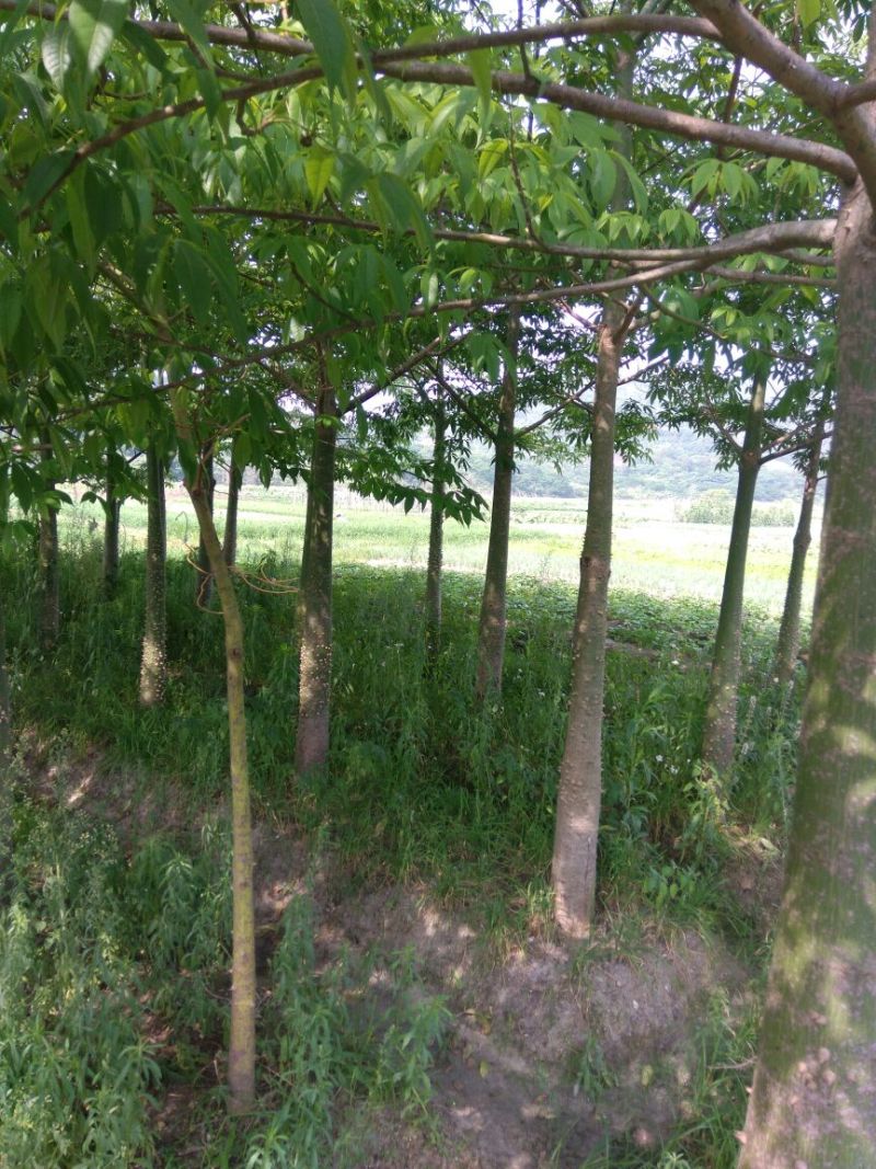 木棉12~14cm3.5~4m