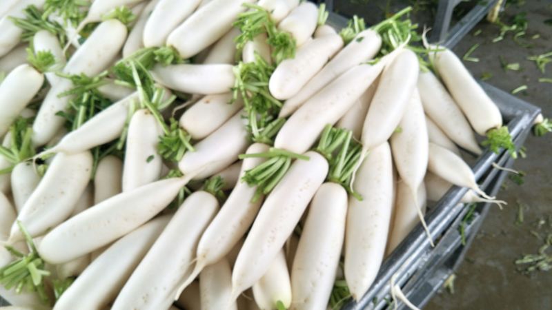 白皮白萝卜1.5~2斤起
