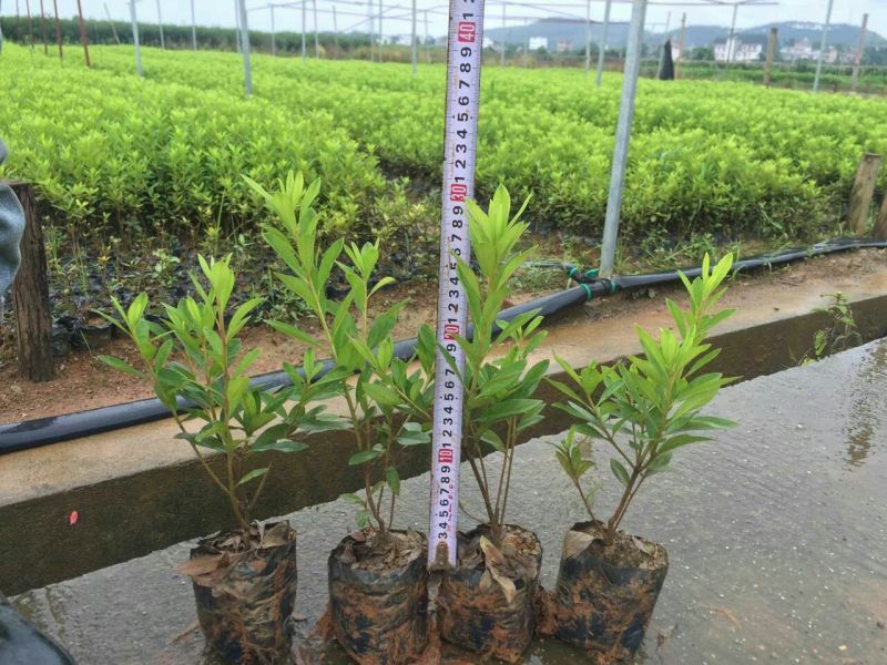 杜鹃2~4cm4cm以下0.5~1米