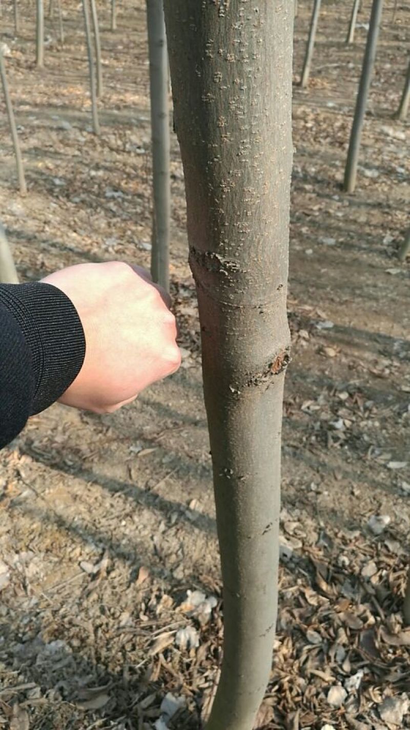 黄山栾树8~10cm8~10cm3.5~4米