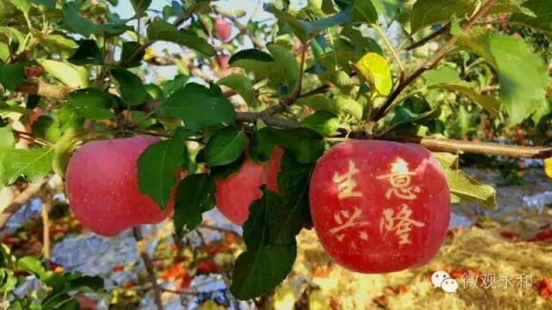 水晶富士苹果