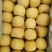 砀山梨